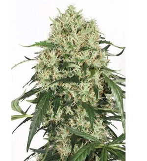 a large white plant with green leaves