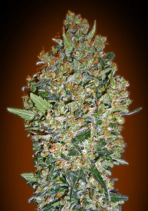 a close up of a marijuana plant
