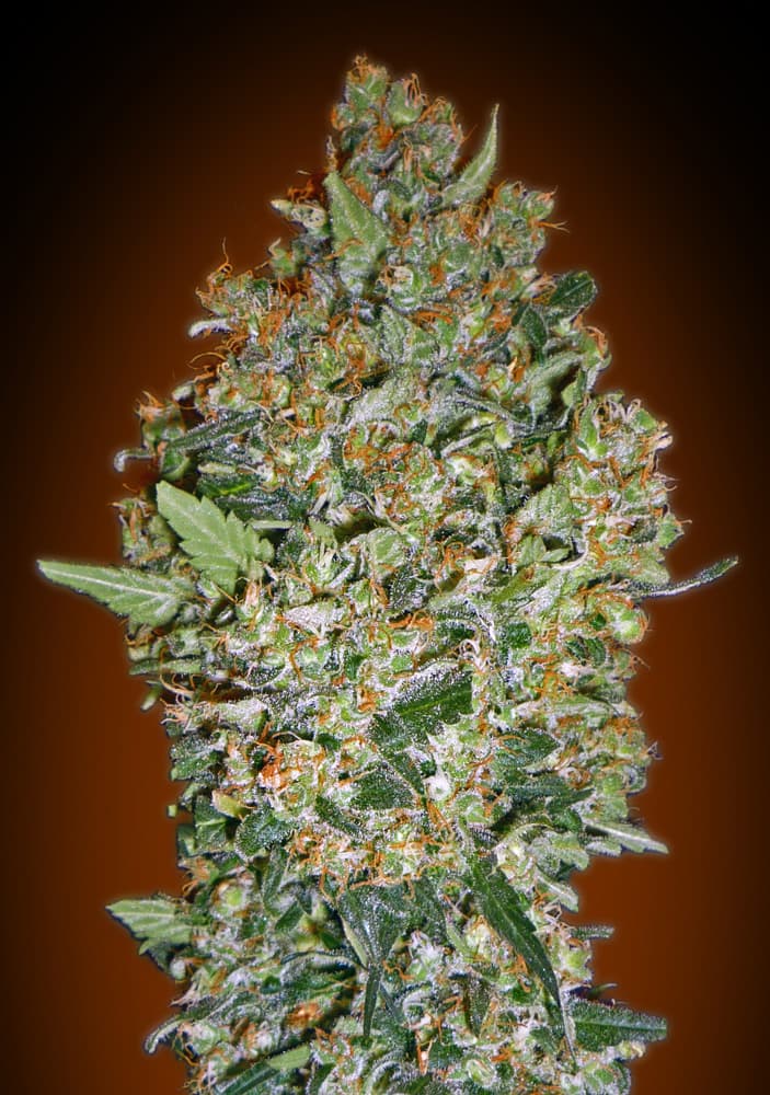 a close up of a marijuana plant