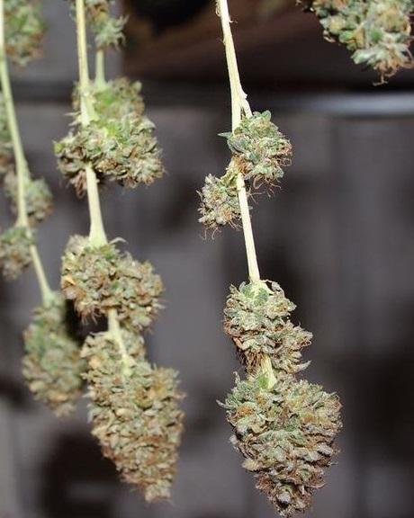 a close up of a bunch of flowers hanging from a line