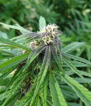 a close up of a green plant with lots of leaves