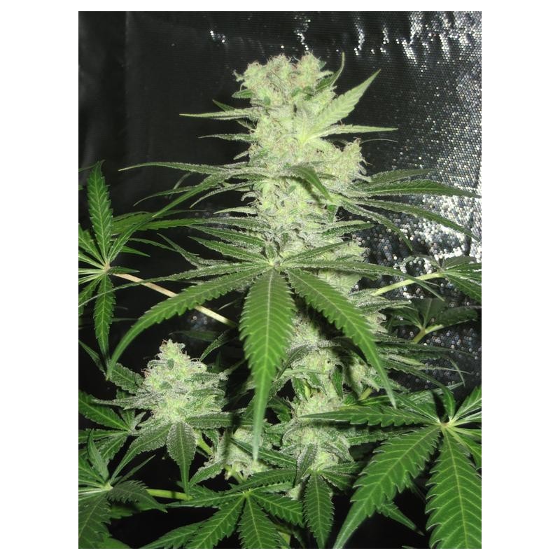 a close up of a plant with green leaves