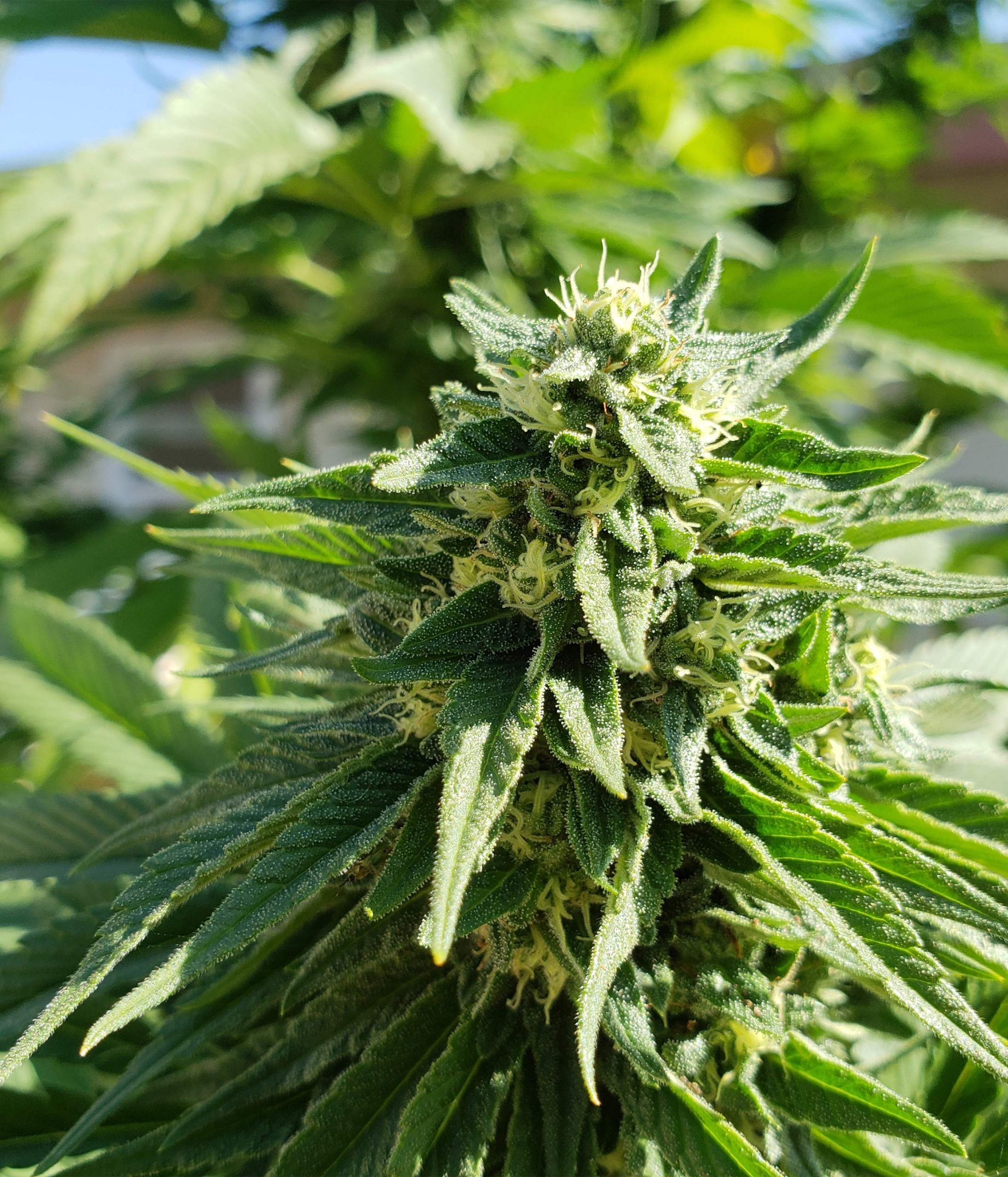 a close up of a large green plant