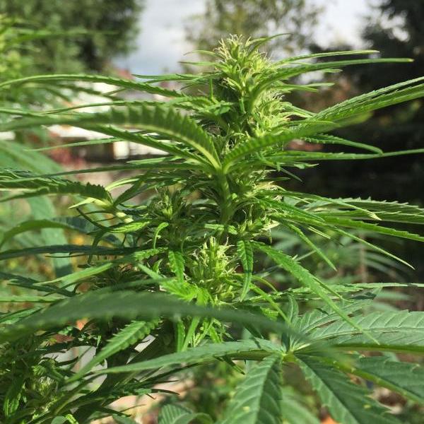 a close up of a plant in a field