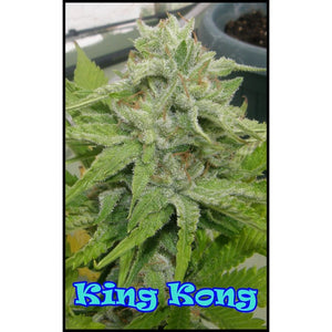 a close up of a plant with the words king kong on it