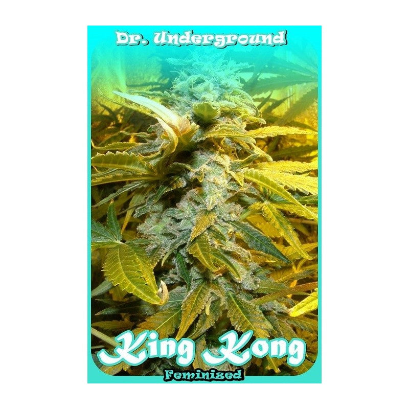 a picture of a marijuana plant with the words king kong on it