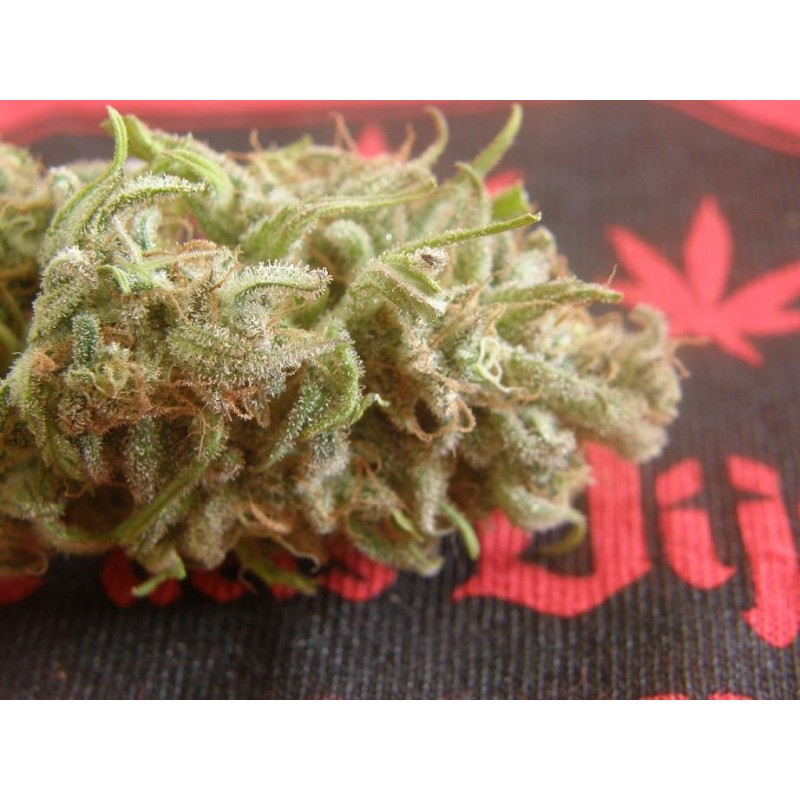a close up of a marijuana plant on a rug