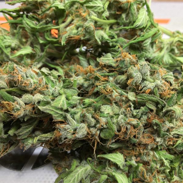 a close up of a plant on a table