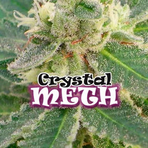 a close up of a plant with the words crystal meth