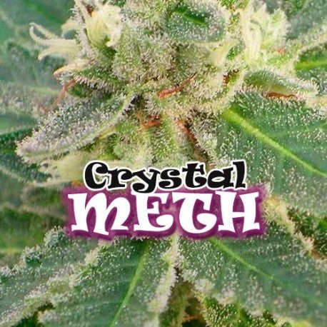 a close up of a plant with the words crystal meth