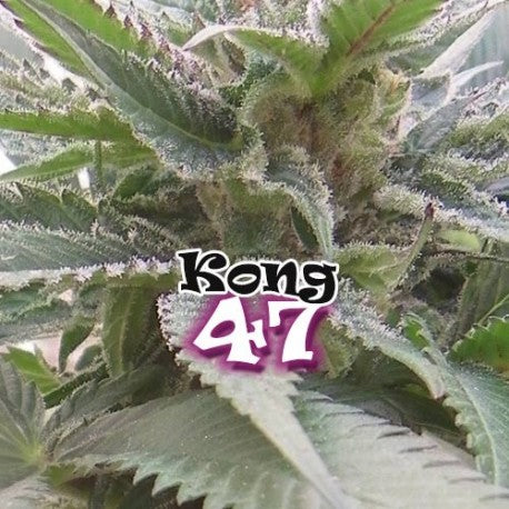 a close up of a plant with the words kong 47 on it
