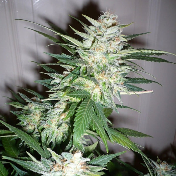 a close up of a plant in a room