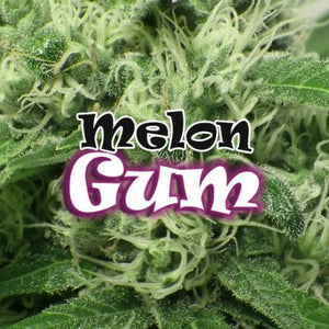 a close up of a plant with the words melon gum on it