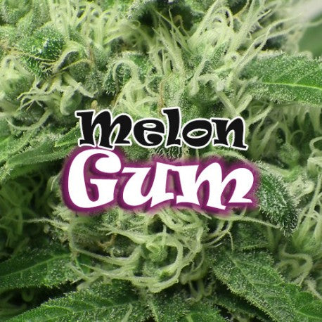 a close up of a plant with the words melon gum on it