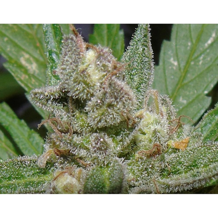 a close up of a plant with frost on it