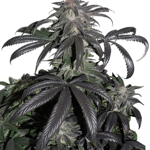a close up of a plant on a white background