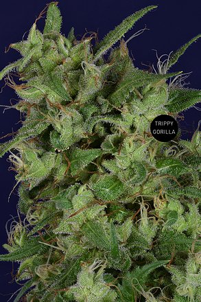 a close up of a plant on a blue background