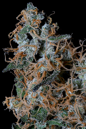 a close up of a plant with snow on it