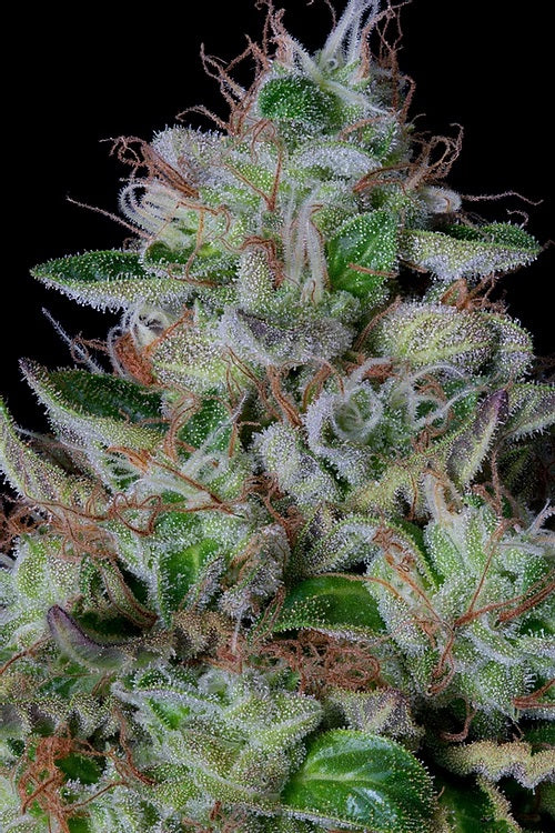 a close up of a green and white plant