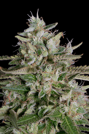 a close up of a plant on a black background