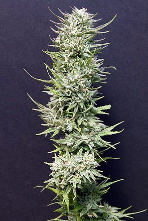 a large green plant sitting on top of a table
