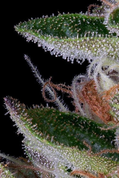 a close up of a green and white plant