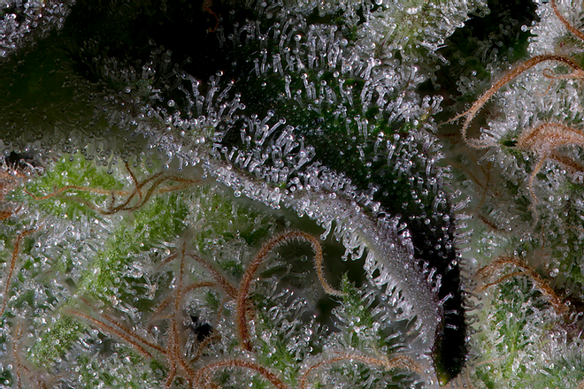 a close up of a plant with frost on it