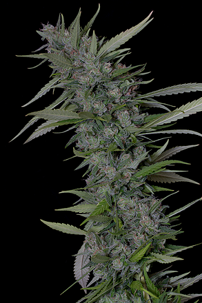 a close up of a plant on a black background
