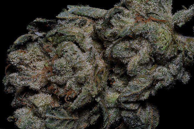 a close up of a flower on a black background