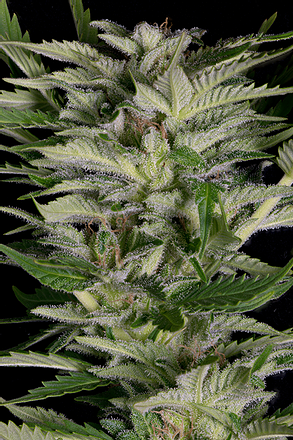 a close up of a plant with a black background
