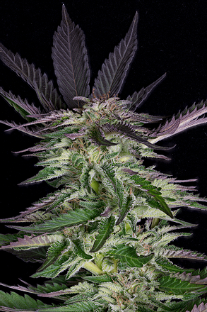 a close up of a marijuana plant on a black background
