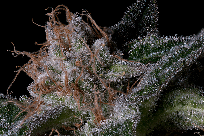 a close up of a plant with frost on it
