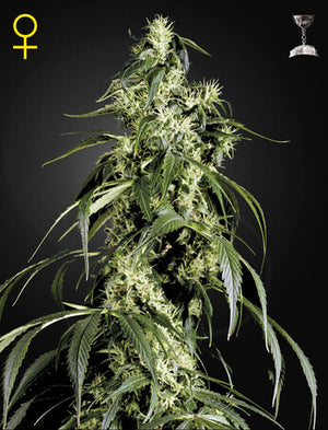 a marijuana plant is shown in front of a black background