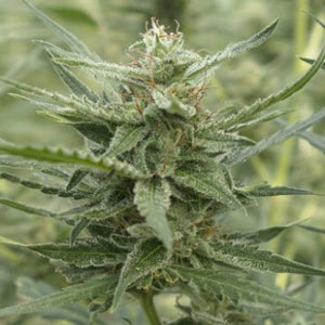 a close up of a plant in a field