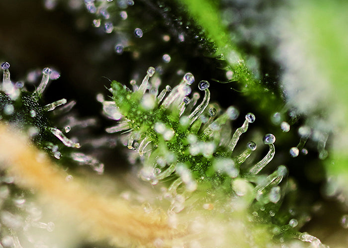 a close up of a plant with drops of water on it