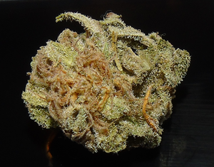a close up of a plant on a table