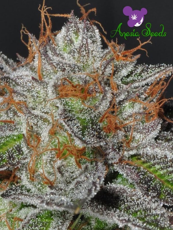a close up of a plant with snow on it