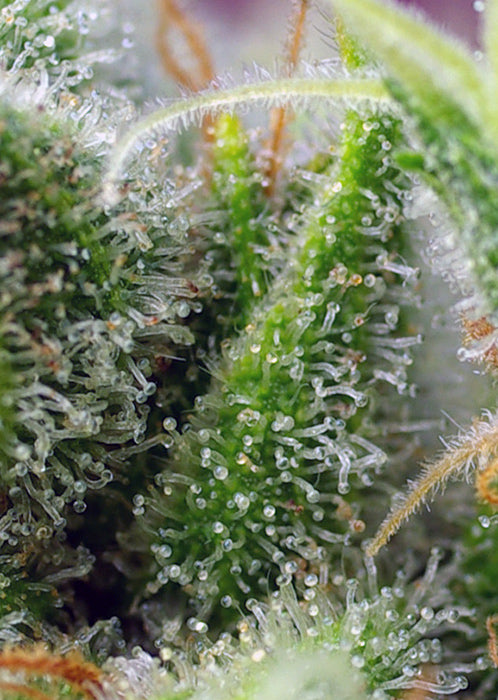 a close up of a green plant with drops of water on it