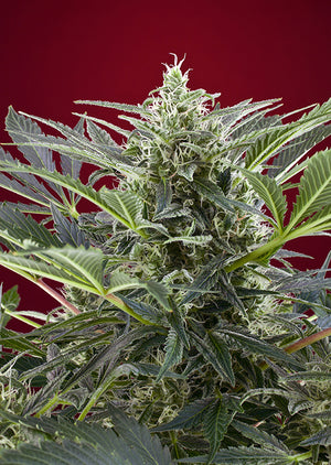 a close up of a plant with a red background