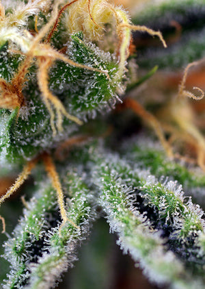 a close up of a plant with frost on it
