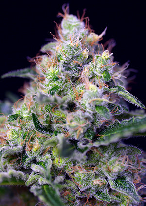 a close up of a plant with a black background