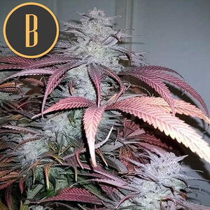 a close up of a plant with the letter b on it