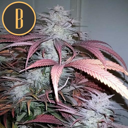 a close up of a plant with the letter b on it