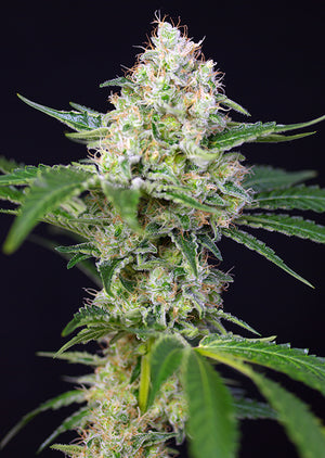 a close up of a marijuana plant on a black background