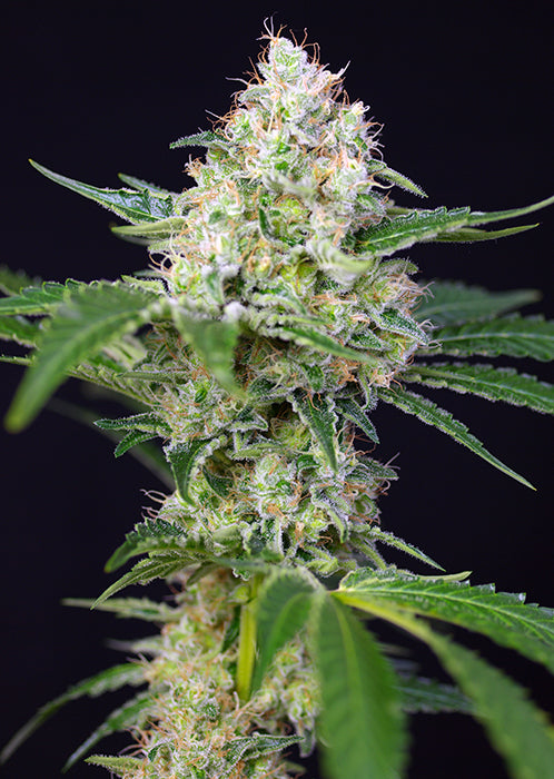 a close up of a marijuana plant on a black background