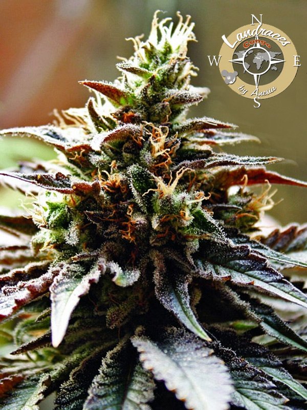 a close up of a green and purple plant