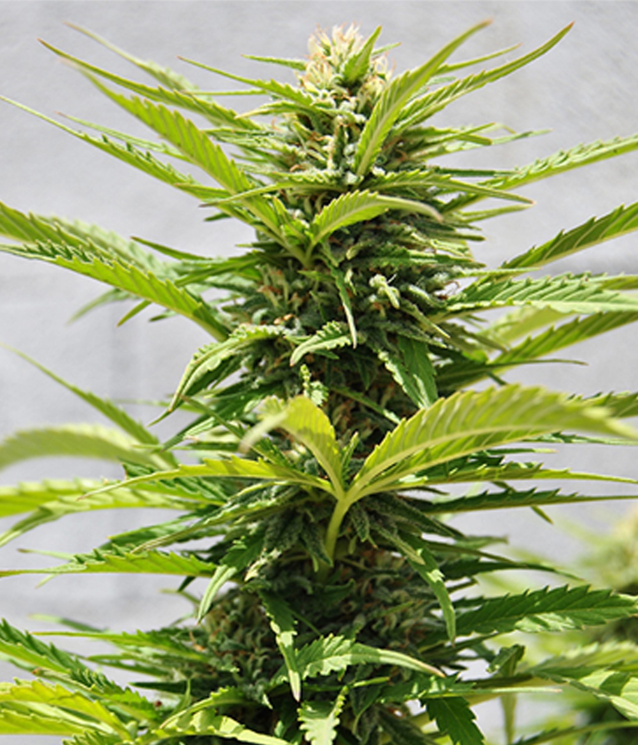 a large green plant with lots of leaves