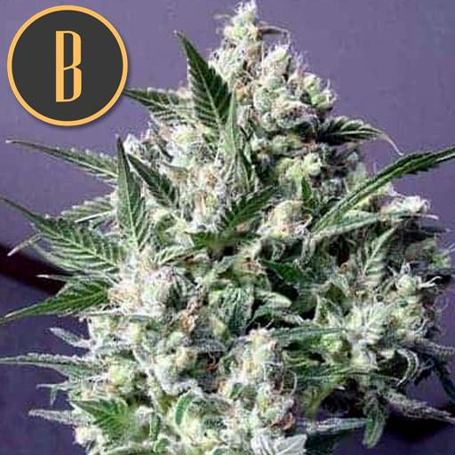 a close up of a plant with a purple background