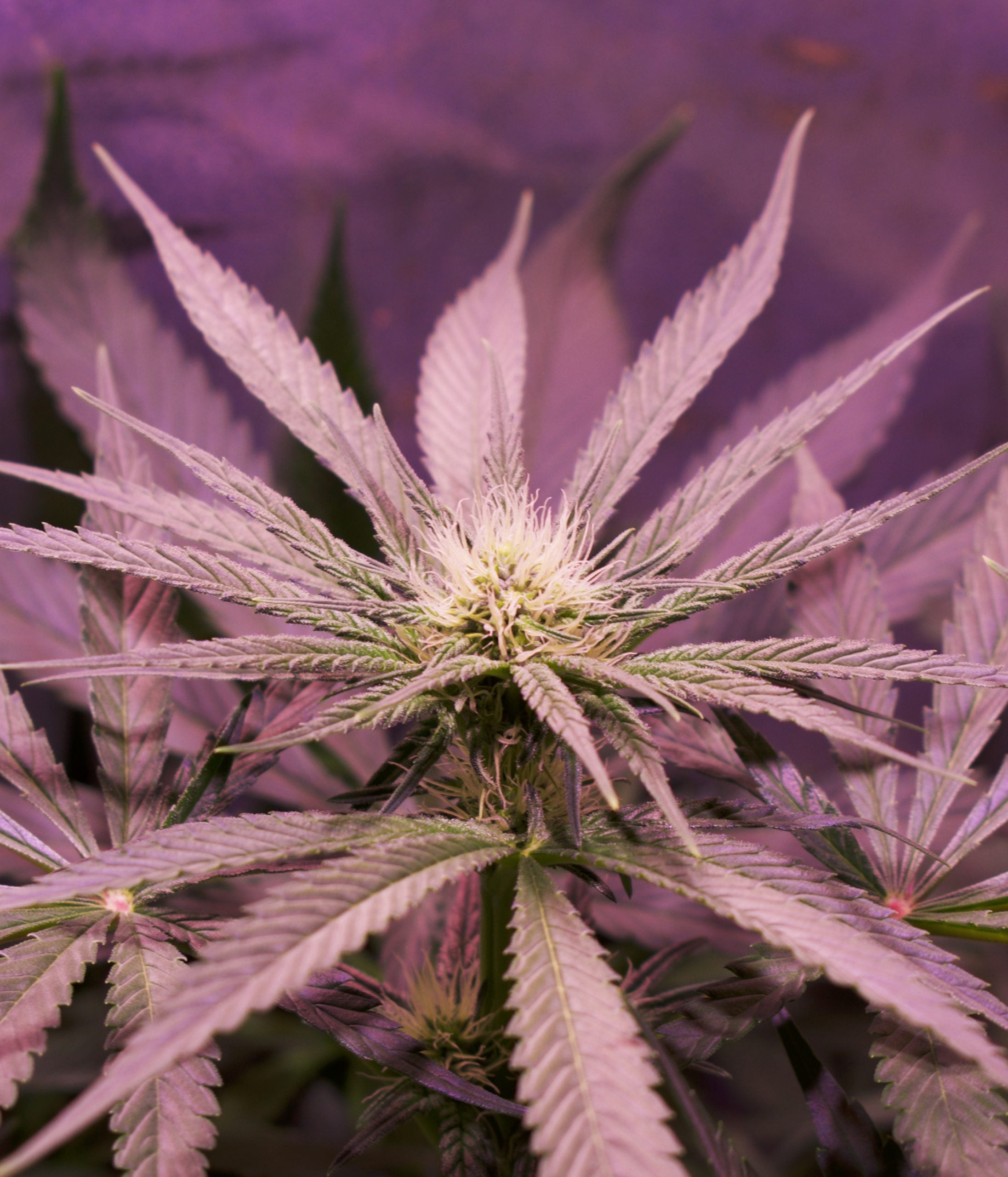 a close up of a plant with a purple background