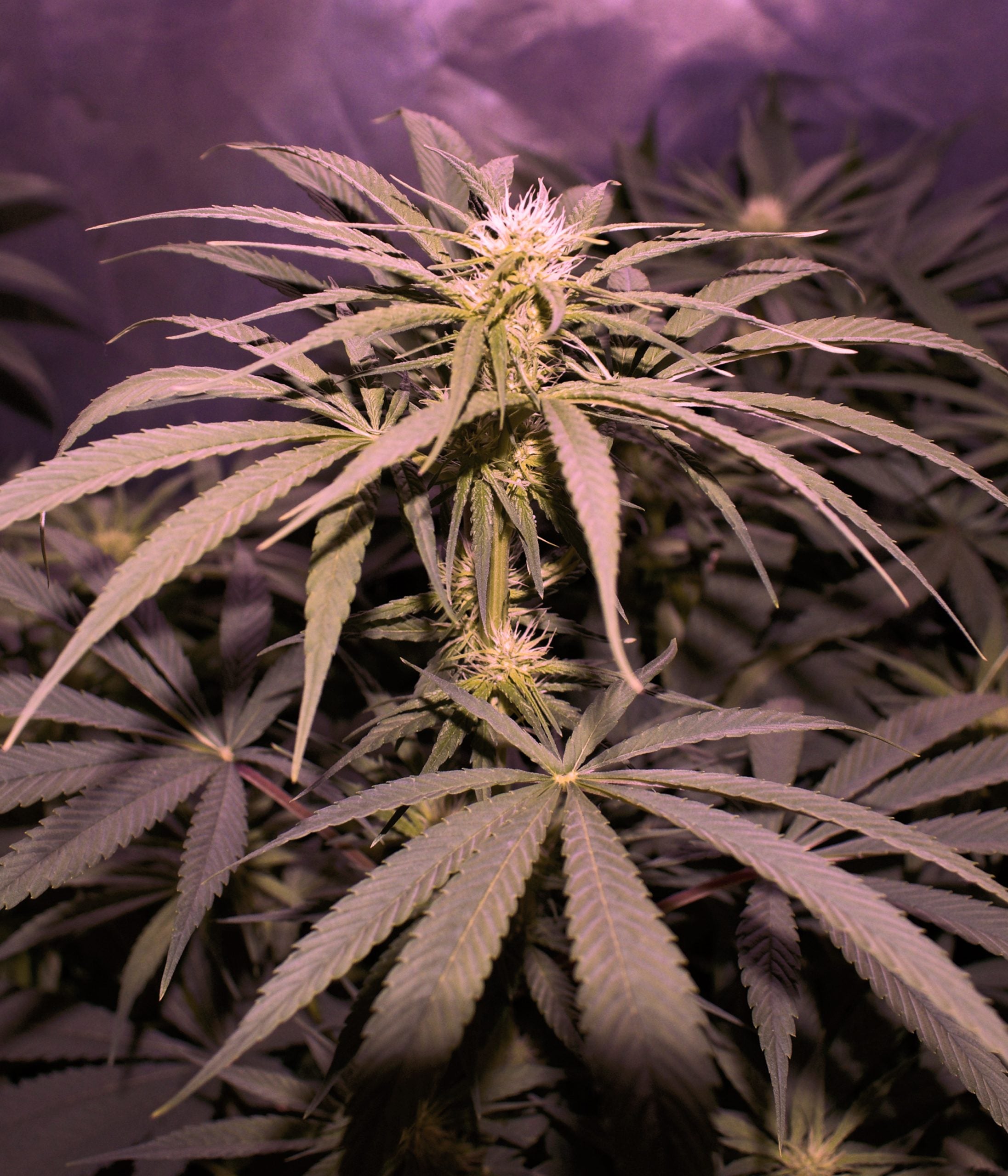 a close up of a marijuana plant in a field